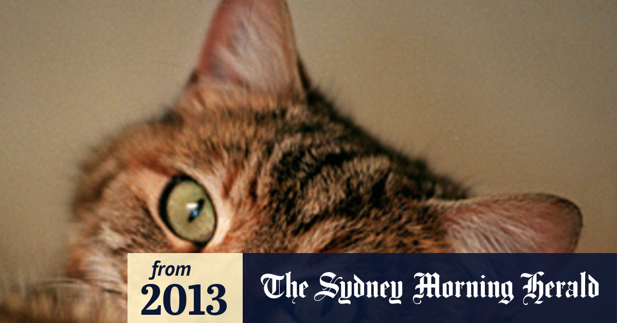 City's stray cat problem has Melbourne throwing a hissy fit